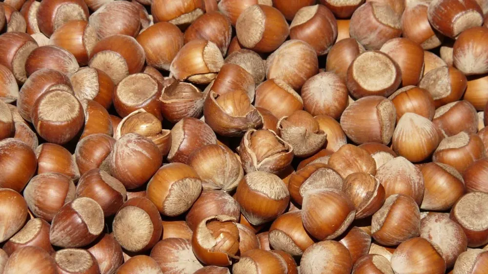 Fındık Fiyatlarındaki Son Durum!