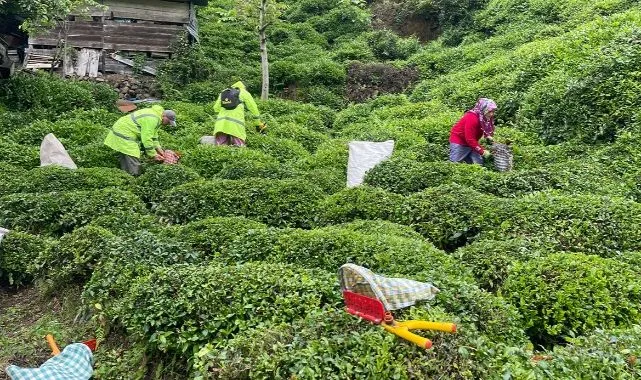 2024 Yılı Yaş Çay Alım Fiyatları Açıklandı