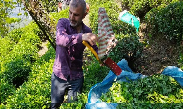BBP Rize İl Başkanı Özçelik: Yaş Çay Fiyatını Düzeltin!