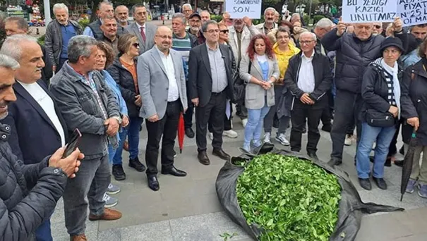CHP’den Çay Üreticilerine Destek: Fiyatlara Tepki Büyüyor