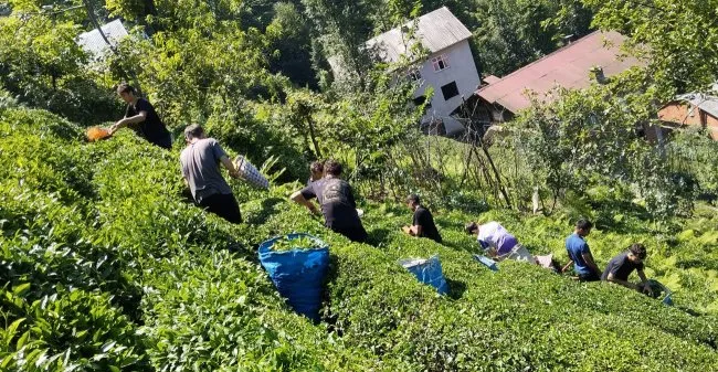 1918 Rize Futbol Kulübü U17 Takımı, Türkiye Şampiyonası Masraflarını Çay Toplayarak Karşıladı!