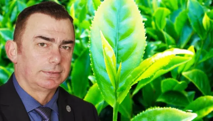 YAŞ ÇAY FİYATI RİZE