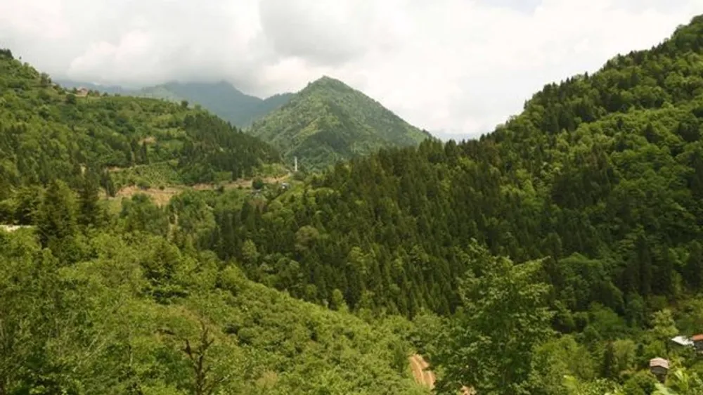 Orman Yangınlarına Karşı Duyarlılık Çağrısı: Artvin Valiliği