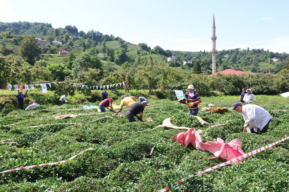 Arhavi’de Geleneksel Çay Toplama Yarışması: Kazananlar Ödüllerini Aldı