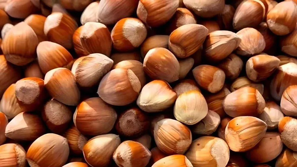 Fındık Fiyatları Güncellemesi: Karadeniz
