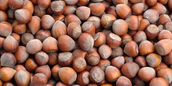 4 Temmuz 2024 Fındık Fiyatları: Piyasadaki Son Durum