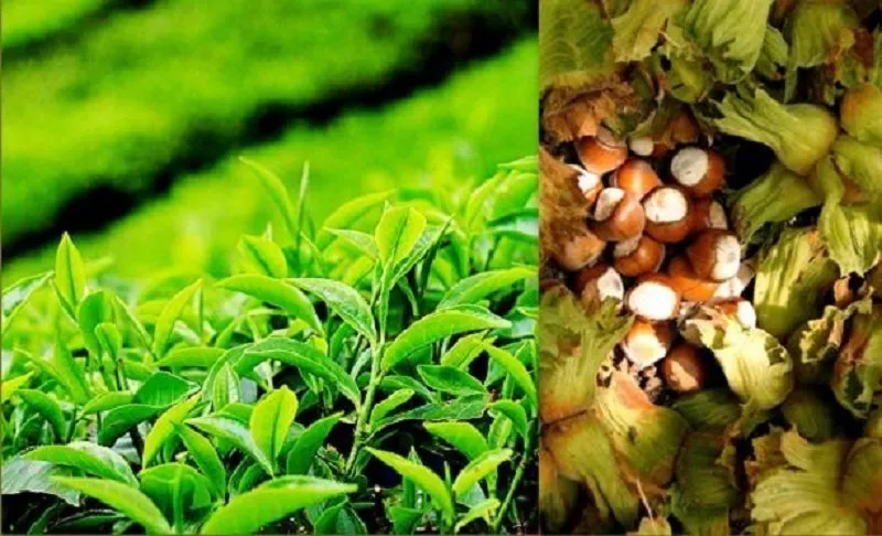 Çay ve Fındık Tarımında Çalışacak Yabancılara Çalışma İzni Muafiyeti Uygulaması Başlatıldı