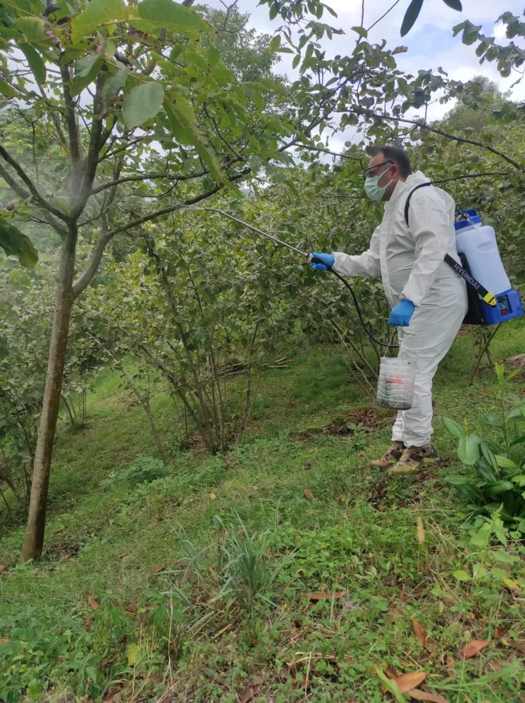 Trabzon’da Kahverengi Kokarca ile Etkili Mücadele: 600 Lokasyonda İlk İlaçlama Yapıldı