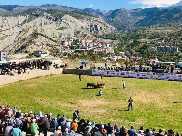 Ardanuç’ta Arena Boğa Güreşleri Festivali Coşkusu Yaşandı 🐂🎉