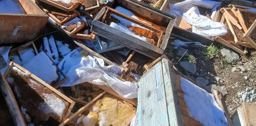 İkizdere’de Ayı Saldırısı, Ev Ve Kovanlarda Hasar Var