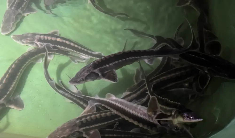 Karadeniz’in Nesli Tehlikede Türü Mersin Balığı 25 Yıldır Korunuyor