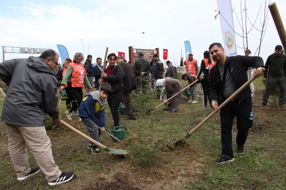 Gerze’de şehit orman görevlileri anısına fidan dikildi