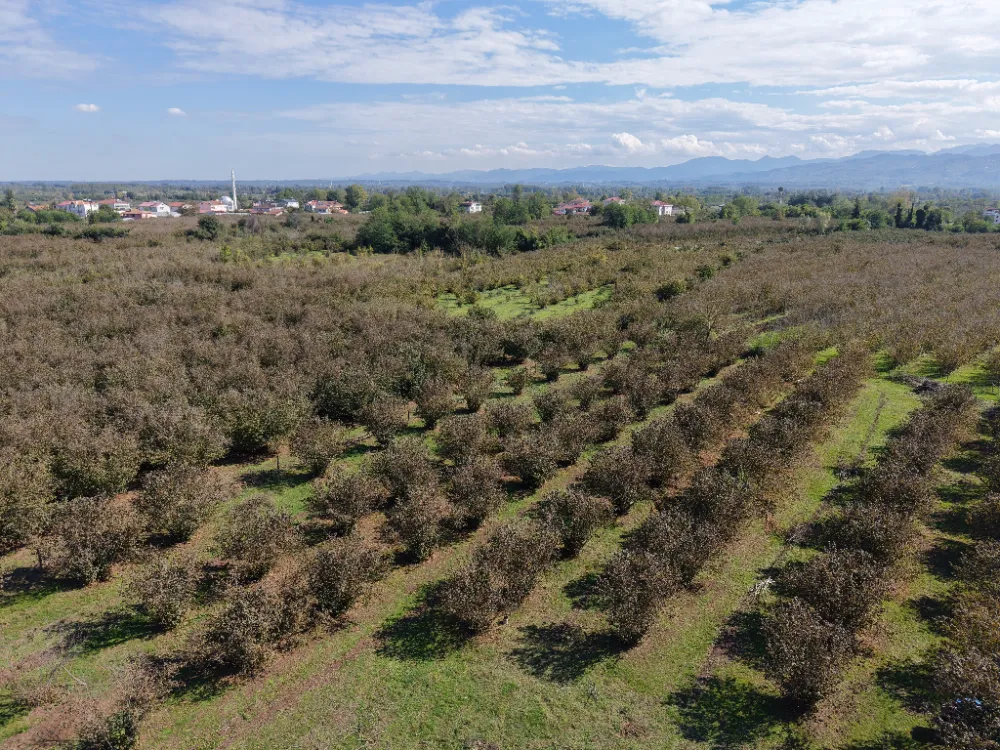 Verimli topraklar ağaçlarla kaplanıyor: Çarşamba Ovası tarımdan uzaklaşıyor