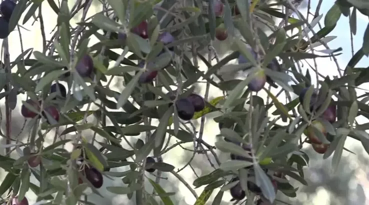 Artvin’in Gururu ‘Butko’ Zeytininde Hasat Zamanı: 400 Liraya Kadar Alıcı Buluyor