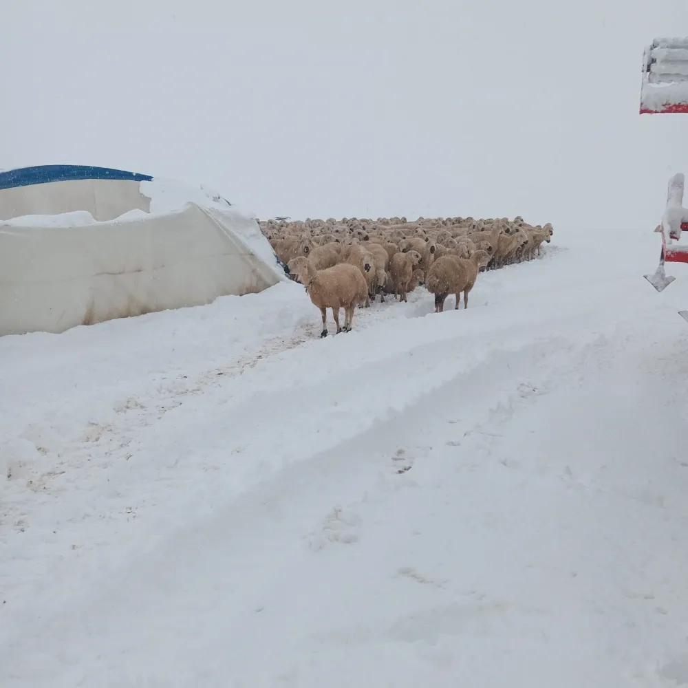 Karın ağırlığına dayanamayan çadır çöktü, 8 koyun telef oldu