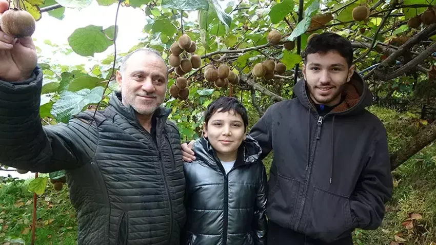 Trabzon’da Kivi Hasadı Başladı: Üreticiler Verimden Memnun