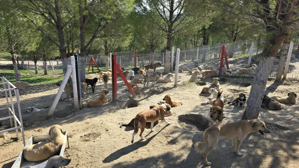 İlçelerdeki sahipsiz köpekler toplanıyor