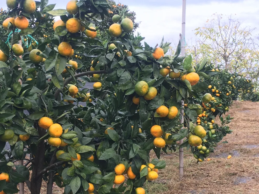 Rize Mandalinası Dünya Tarımı İçin Araştırılacak