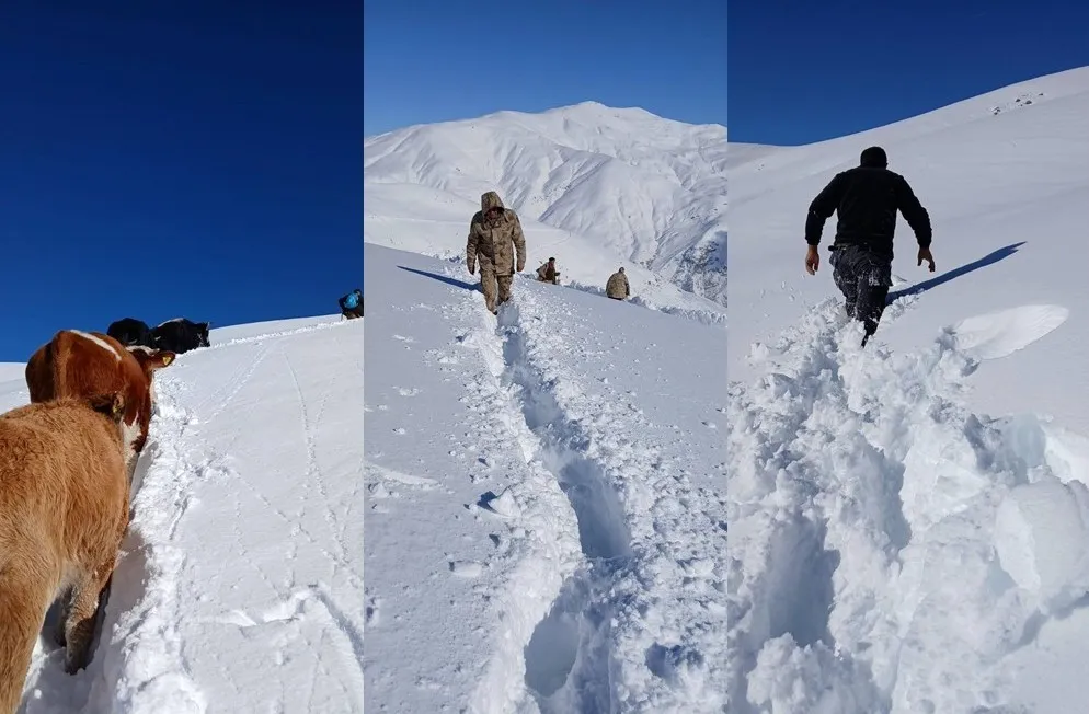 Dağda mahsur kalan 19 büyükbaş ekipler tarafından kurtarıldı
