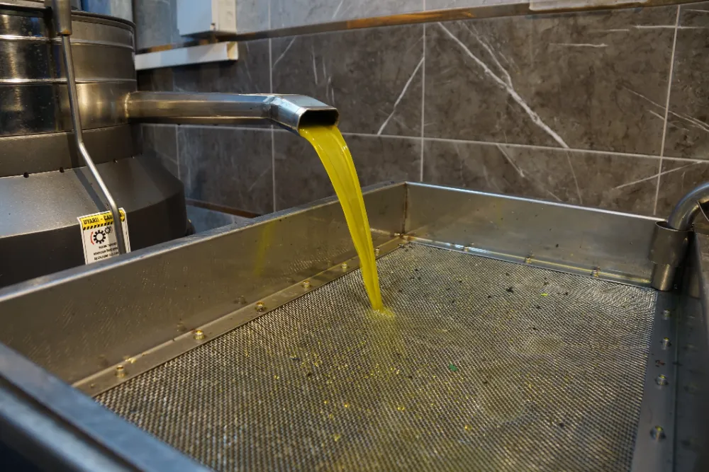 Aydın’da zeytinin yağa dönüşümü başladı