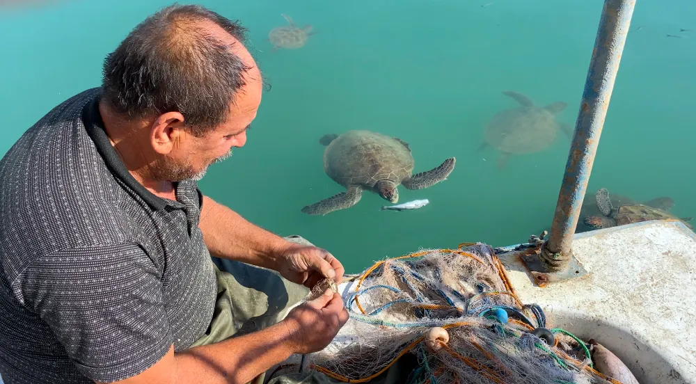 Balıkçıların dostu: Göç etmeyen caretta carettalar limanı mesken tuttu