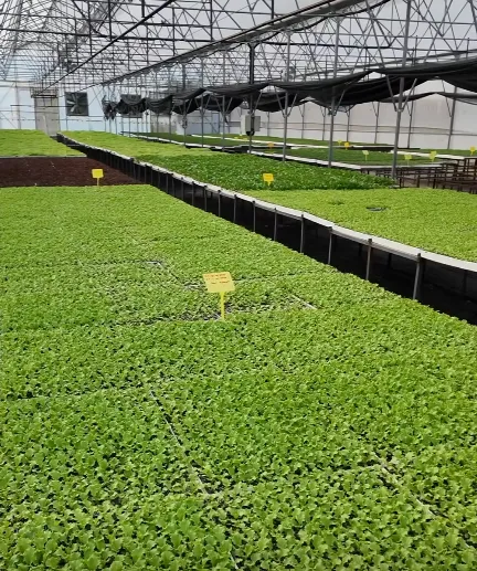 Ordu Büyükşehir’den Üreticiye Destek: 4,6 Milyon Fide Toprakla Buluştu