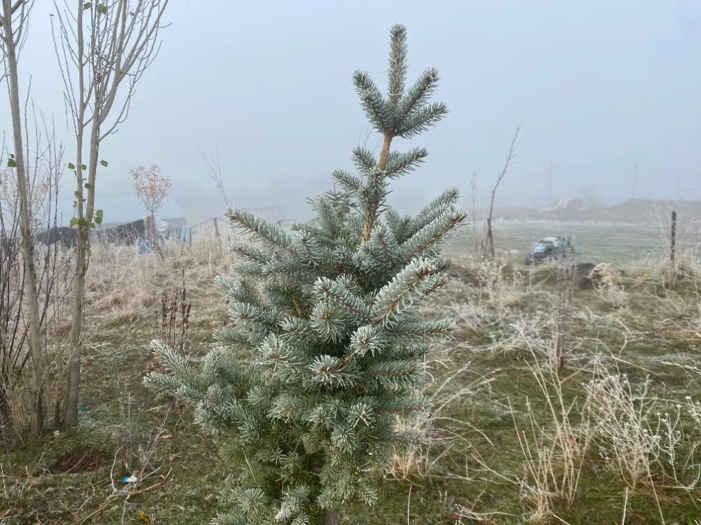 Ağrı’da kırağı etkili oldu