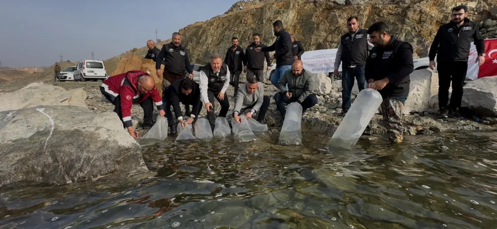 Karakaya Baraj Gölü’ne 420 bin yavru balık bırakıldı