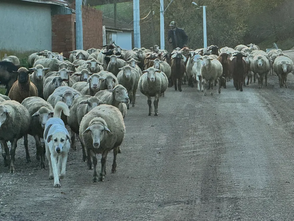 Aylık 50 bin liraya çoban bulamıyorlar