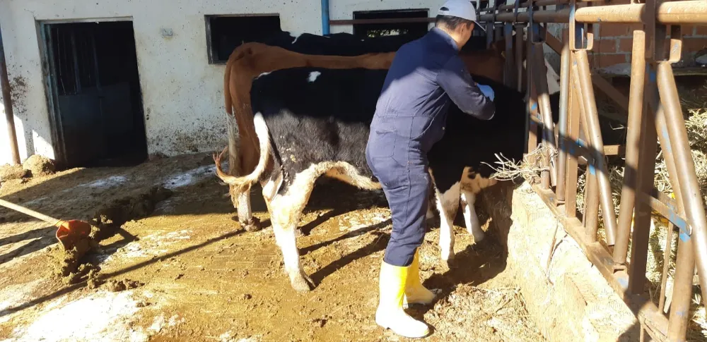 Aydın’da şap hastalığına karşı aşılama çalışmaları sürüyor