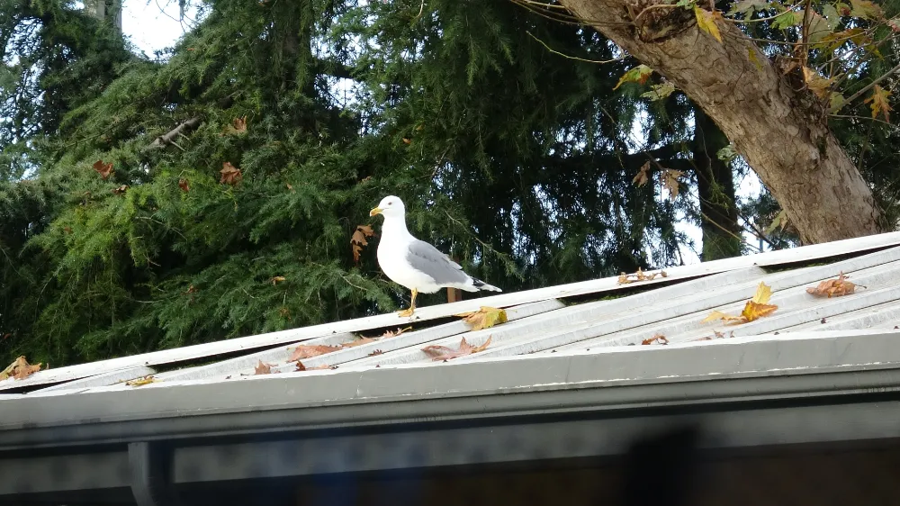 Toplar çatıya takılınca çözüm martıdan geldi: Öğrencilerin yeni 