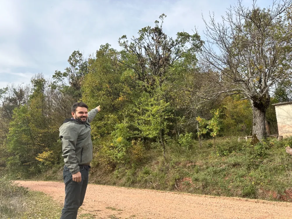 Tırmandıkları ağaçta meşe palamudu yiyen ayılar kamerada