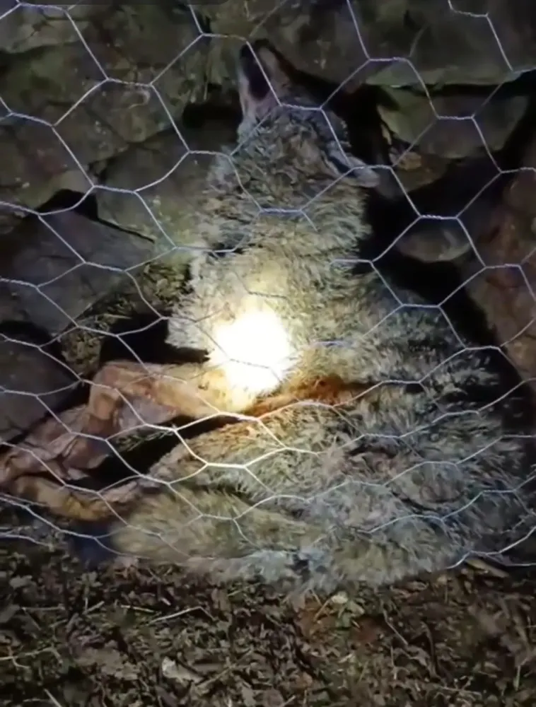 Sürmene’de Çoban Köpekleri Kurt Saldırısını Önledi