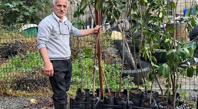 Kalkandere Ziraat Odası Başkanı Kabaoğlu: “Yediveren Limon ve Karayemiş Fidanlarını Halkımızın Hizmetine sunduk”