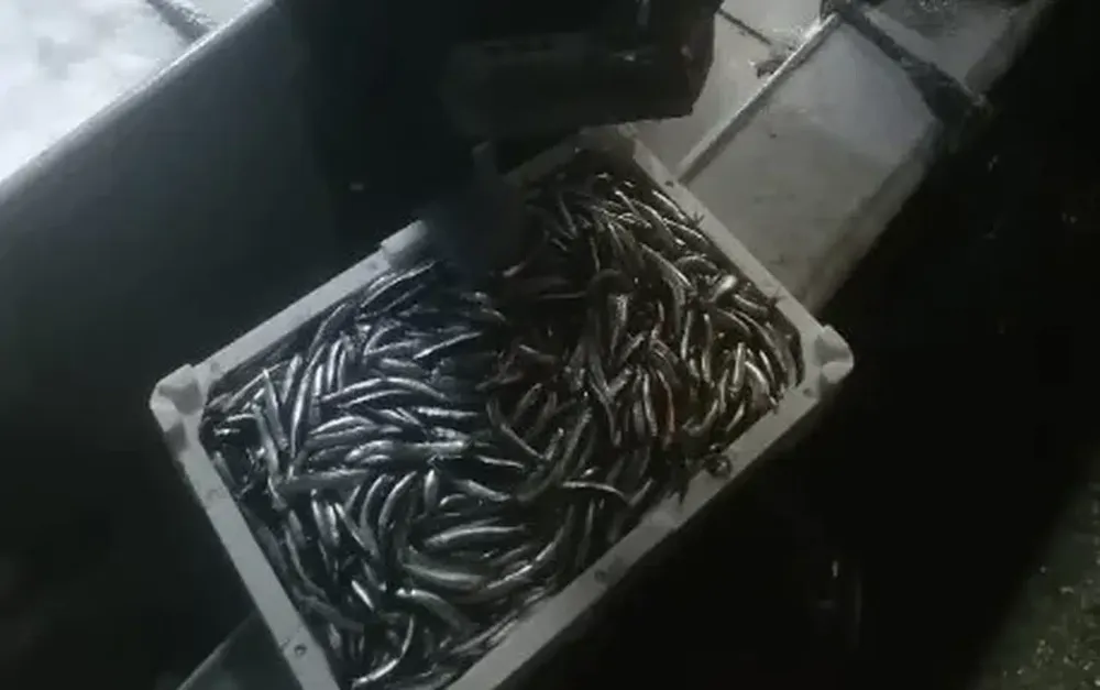 Trabzon’da Hamsi Avcılığına Sıkı Denetim