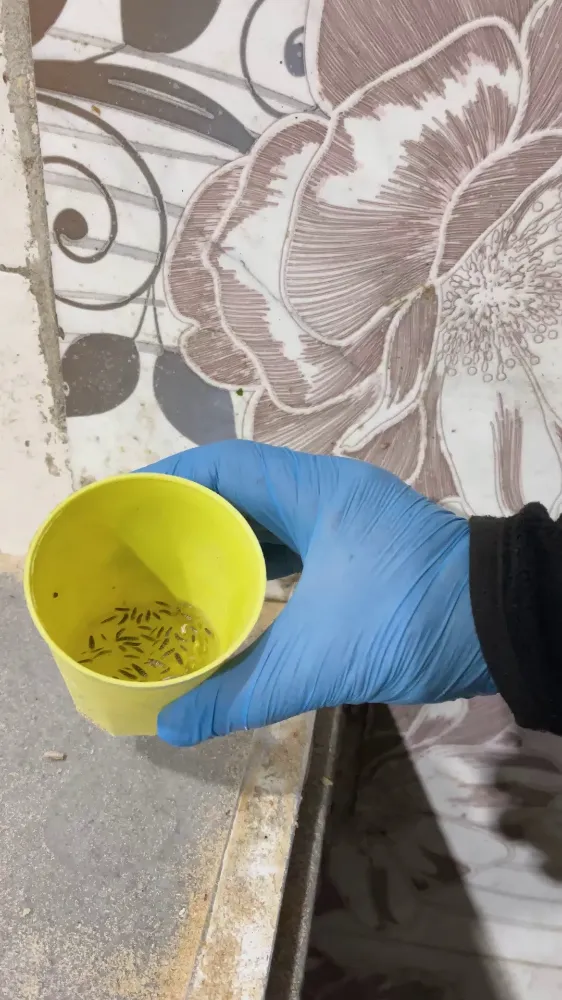 Kırıkhan’da Fırın Denetimi: Böcekler Saymakla Bitmedi, 2 İşletme Mühürlendi