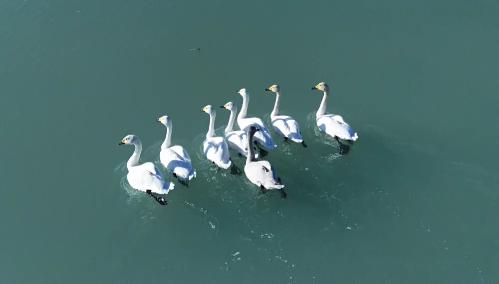 Süphan Dağı Manzarasında Kuğu Dansı