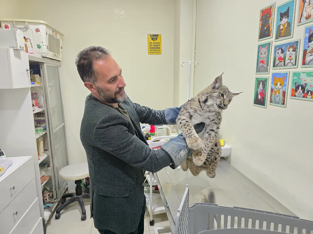 Yozgat’ta Aracın Çarptığı Vaşak Tedavi Altına Alındı