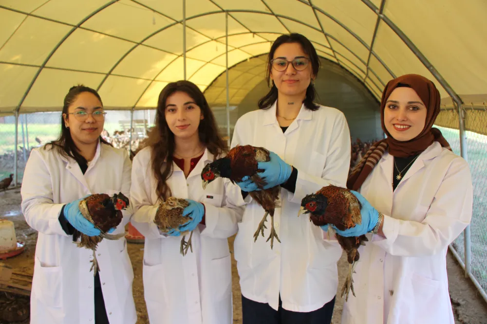 Amasya Üniversitesi’nde Üniversiteliler Sülün Yetiştiriyor