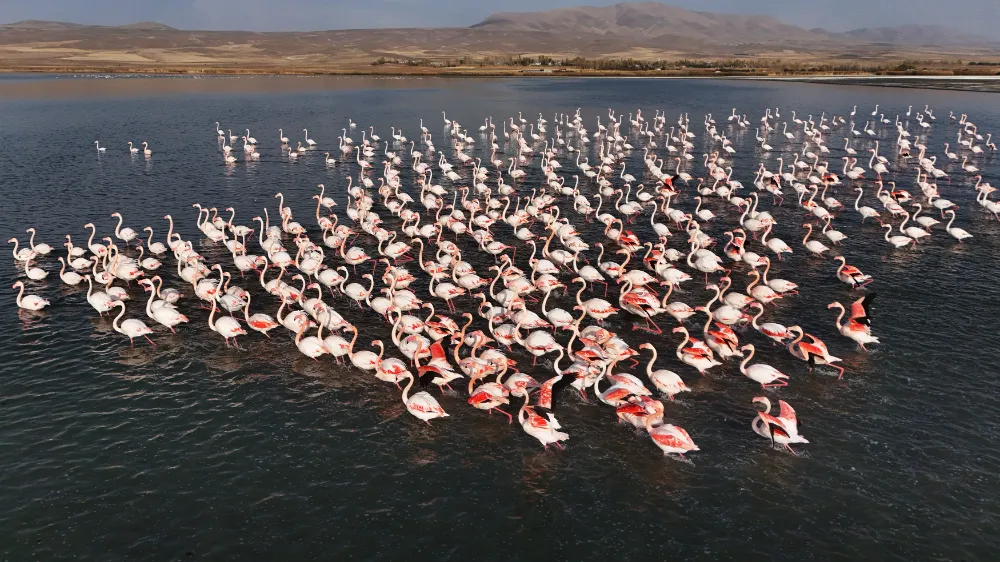 Flamingolar Erçek Gölü’nde Konaklama Süresini Uzattı