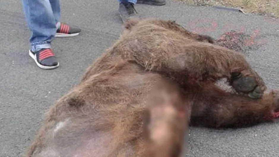 Fırtına Vadisi’nde Ölü Ayı Bulundu