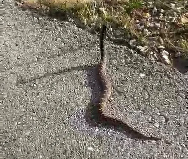 Yolda gördüğü zehirli yılanı elleriyle yakaladı