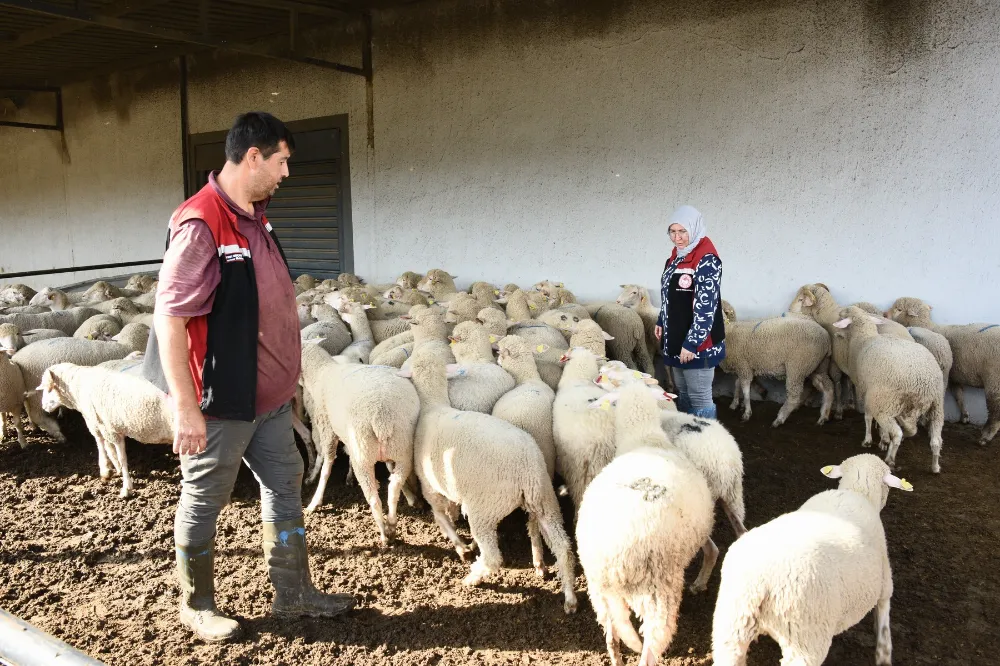 Aliağa’da hibe koyun ve koçlar üreticilere teslim edildi