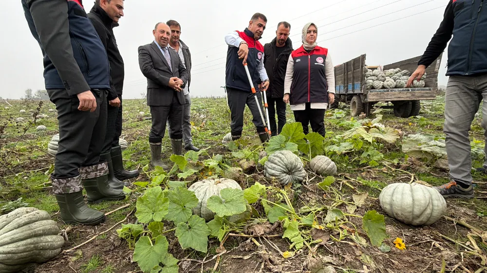 Coğrafi işaretli kestane kabağı hasadı başladı
