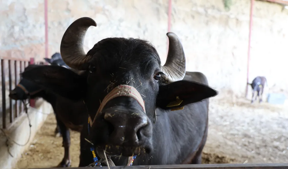 Aydın’da Altın Değerinde Lezzet: Mandadan Gelen Kaymak