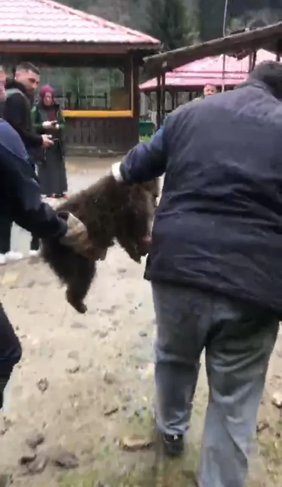 Rize’de Ağaca Mahsur Kalan Yavru Ayı Kurtarıldı