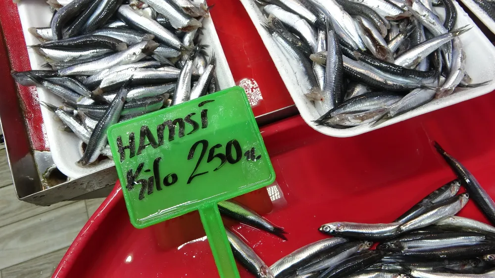 Karadeniz’de Hamsi Bolluğu Av Baskısını Arttırdı: Şok Tesisler ve Kamyonlar Doldu Taştı