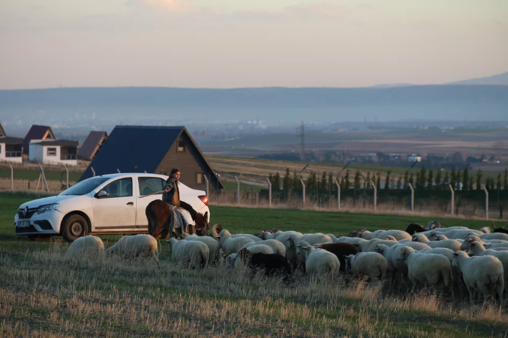 Küçük Yaşta Koyun Güdüyor, Geleceğe Veteriner Olarak Hazırlanıyor