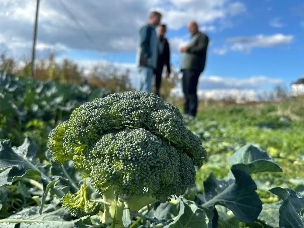 Tarlada 10 Lira, Pazarda 70 Lira: Brokoli Çiftçiyi Üzdü