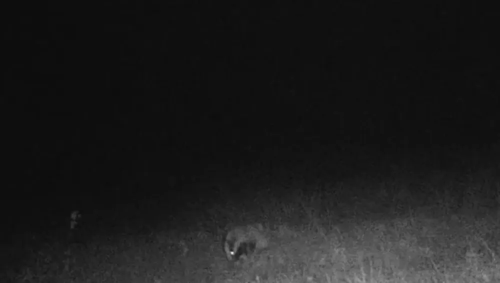 Tekirdağ’da fotokapana porsuk ve kaya sansarı takıldı